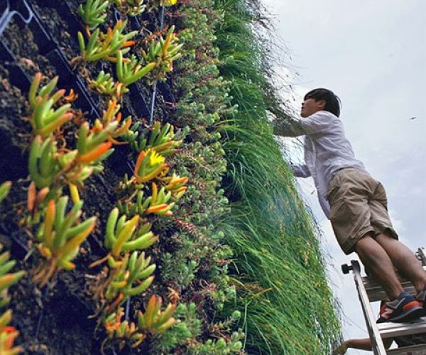 Two students standing on a ladder work on a green wall covered in plants