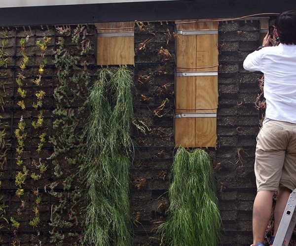 Students install a green wall