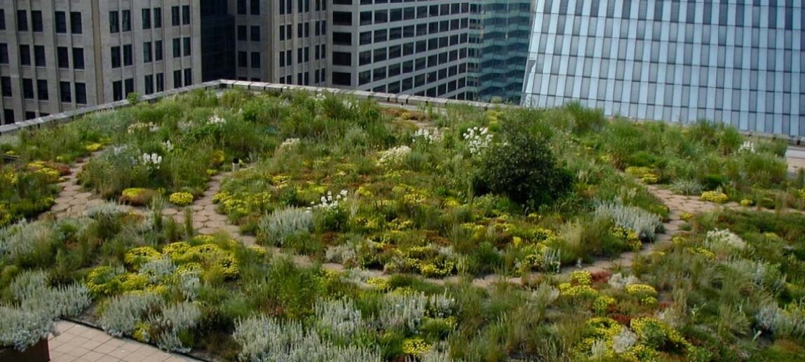 A green roof atop Chicago City Hall designed in part by Bruce Dvorak