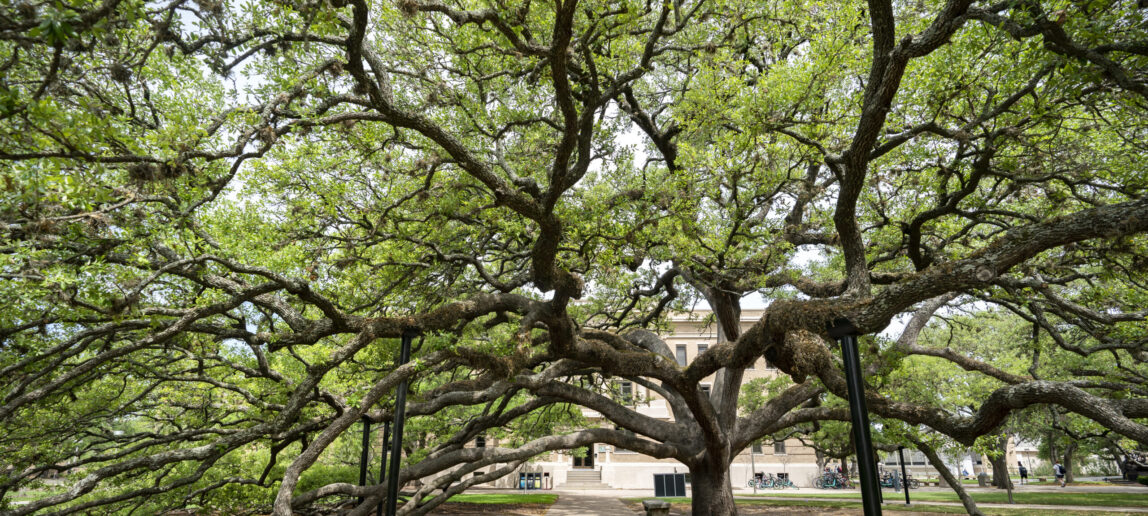 Photo of the Century Tree.