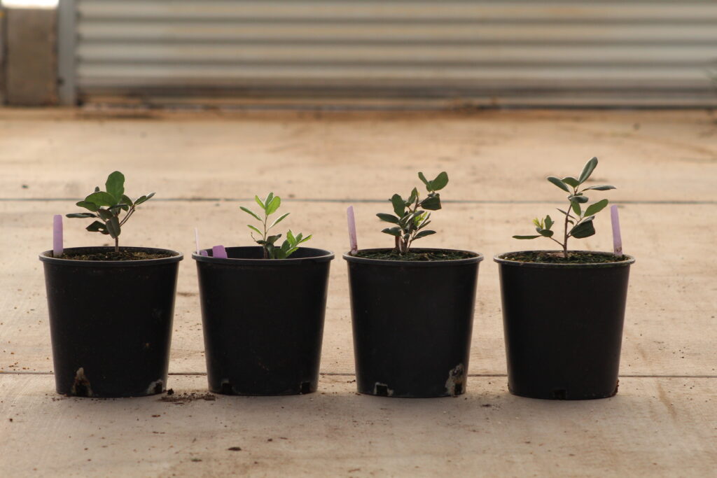 Pictures of 4 samplings of the century tree and their growth.